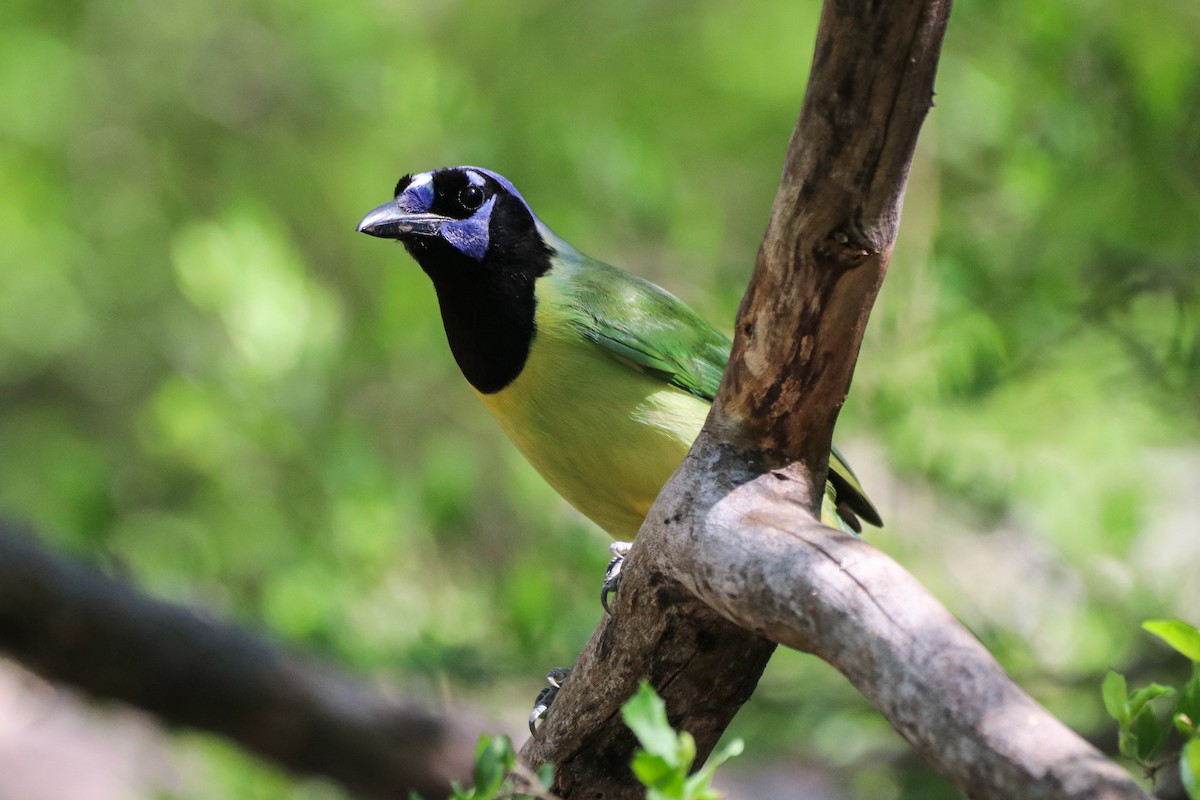 sojka zelenavá - ML633804204