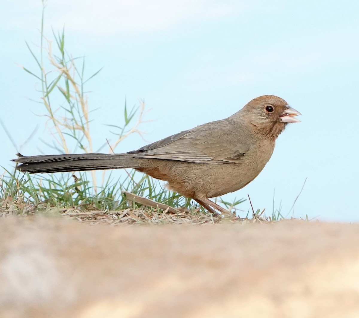 Canyon x Abert's Towhee (hybrid) - ML633804225