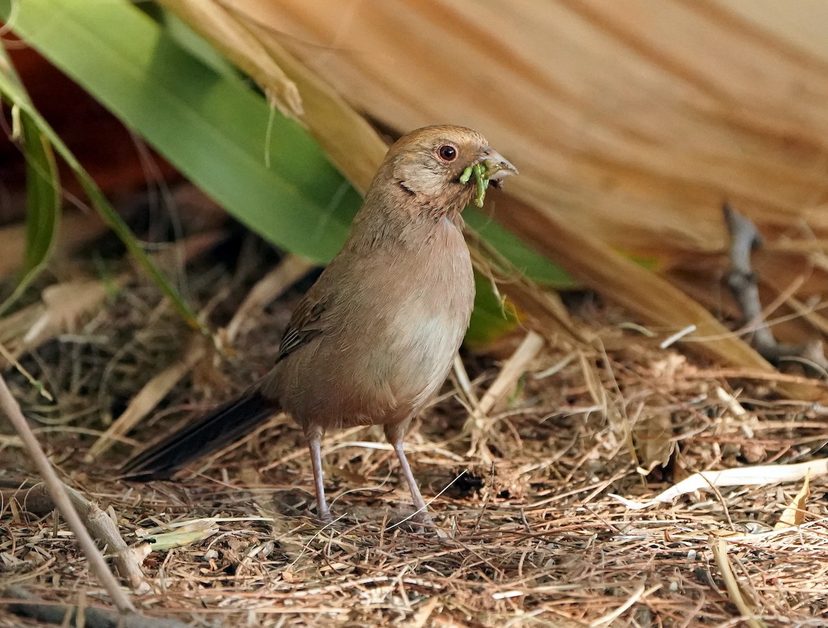 Canyon x Abert's Towhee (hybrid) - ML633804227