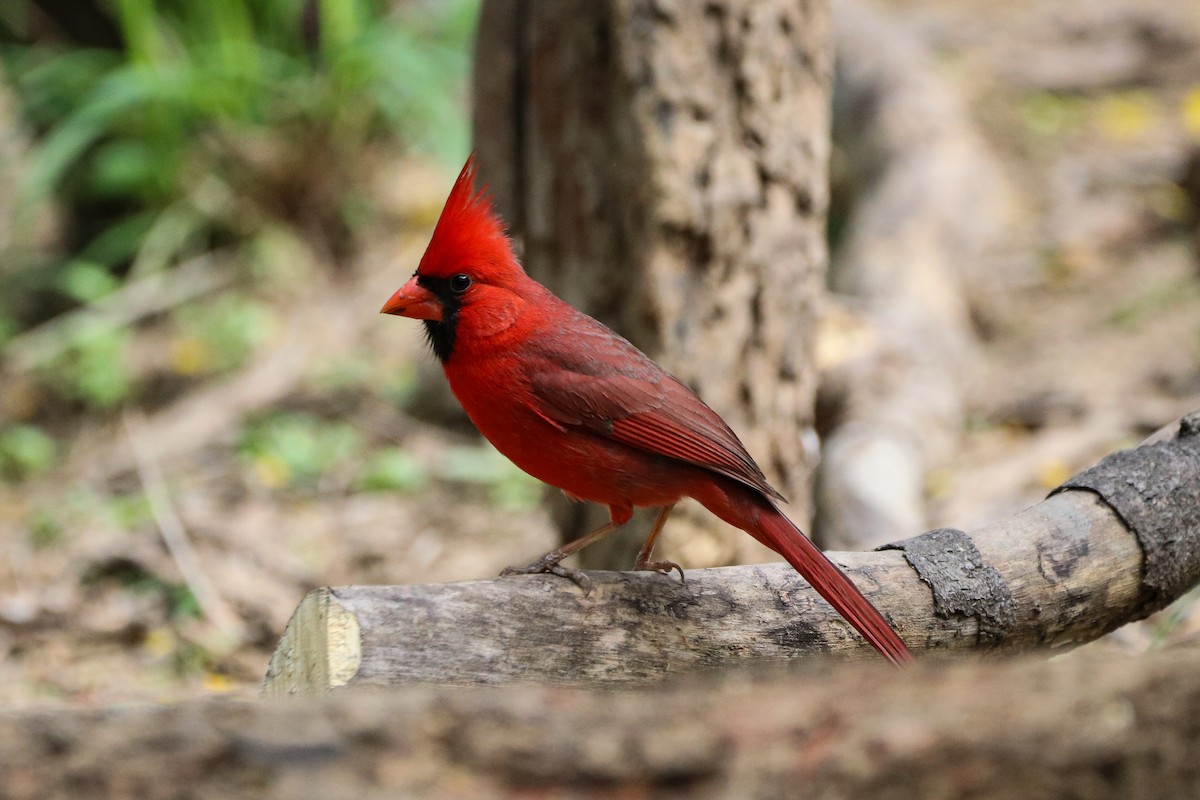 kardinál červený - ML633804239