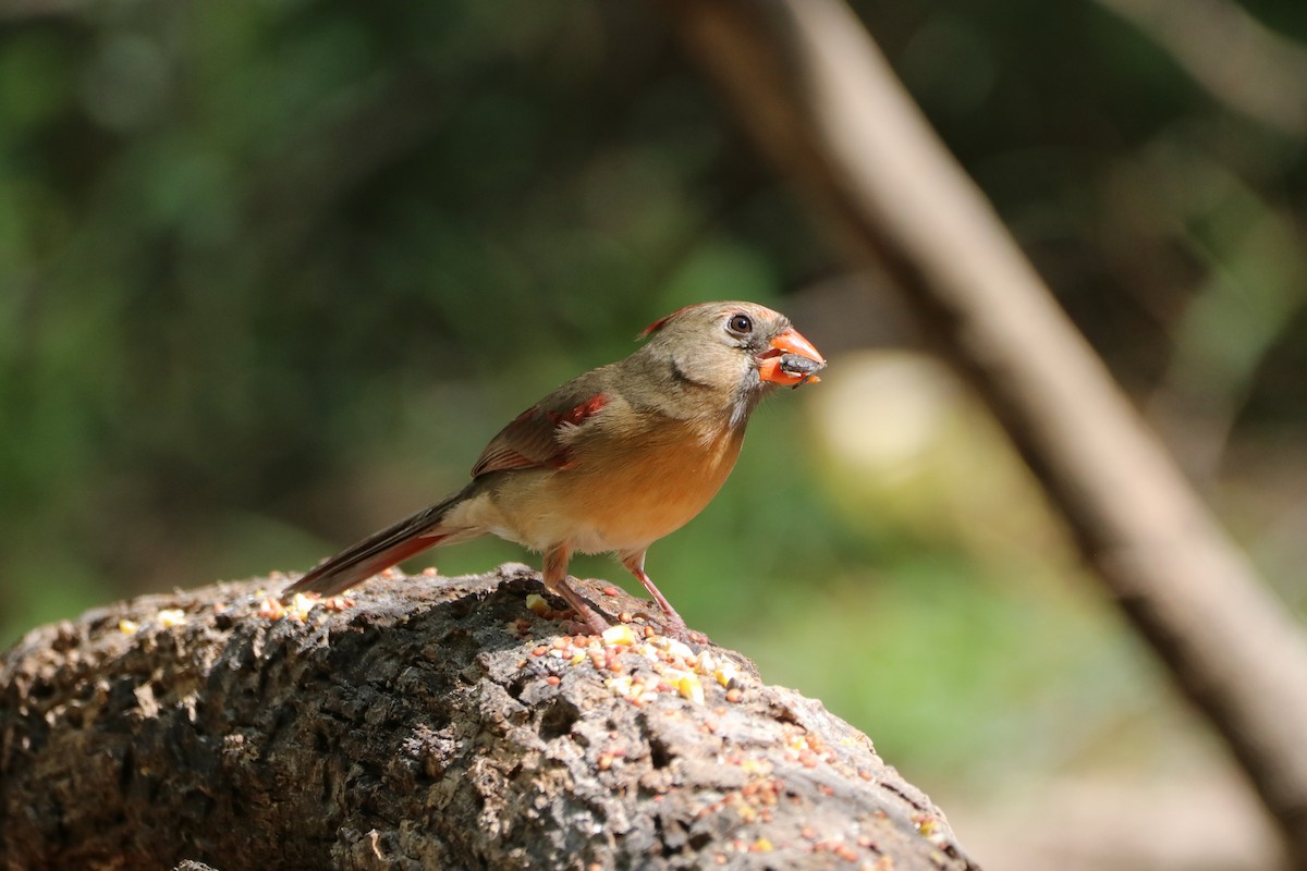 kardinál červený - ML633804244