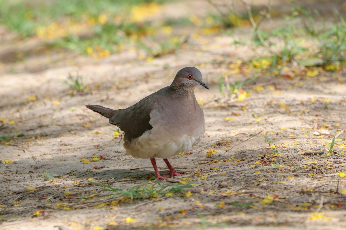 holub bledočelý - ML633804280
