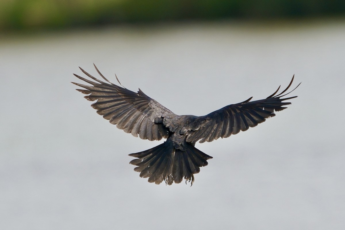 Fish Crow - ML633804295