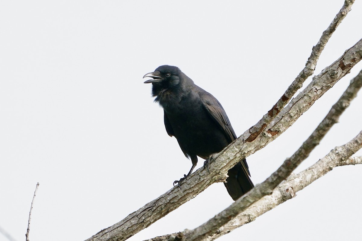 Fish Crow - ML633804296