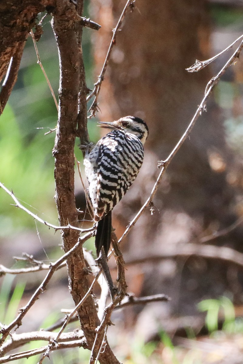 strakapoud proužkohřbetý - ML633804307