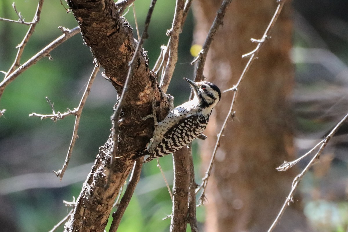 strakapoud proužkohřbetý - ML633804310