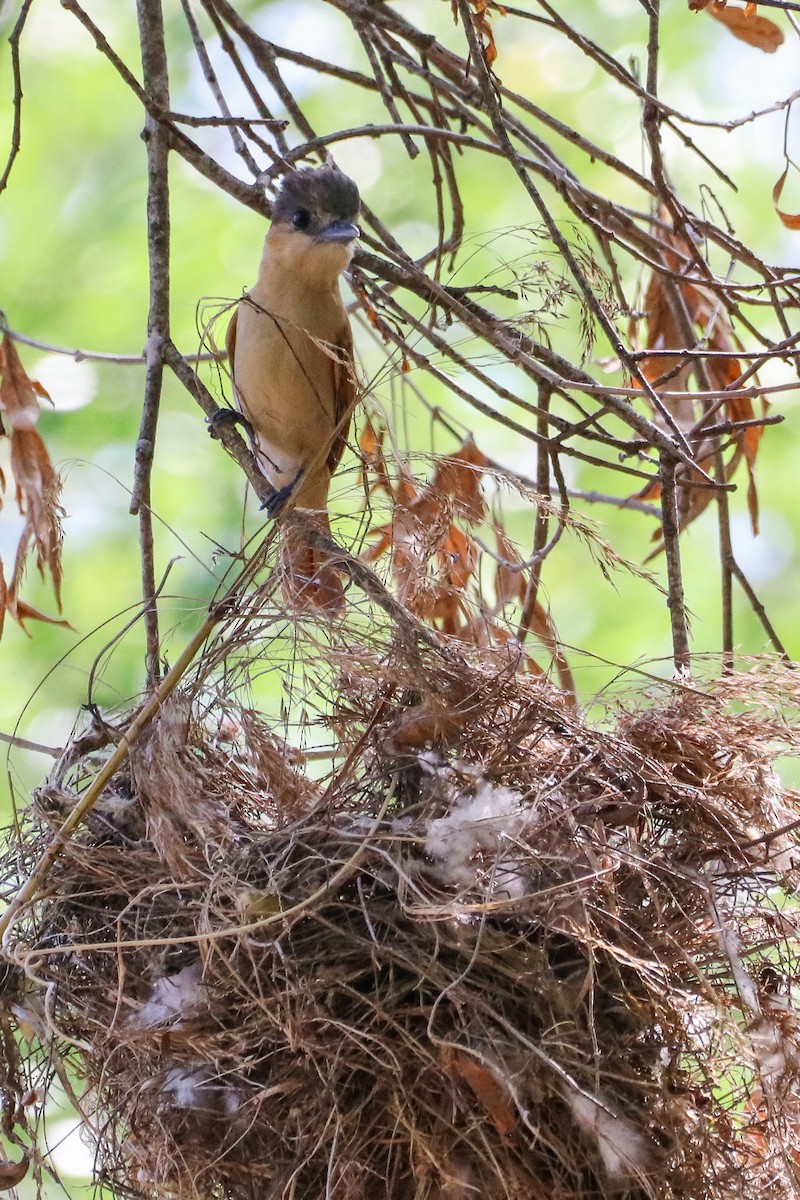 Rose-throated Becard - ML633804344