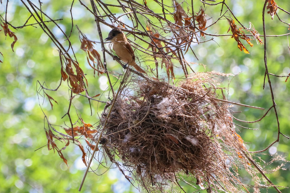 Rose-throated Becard - ML633804347