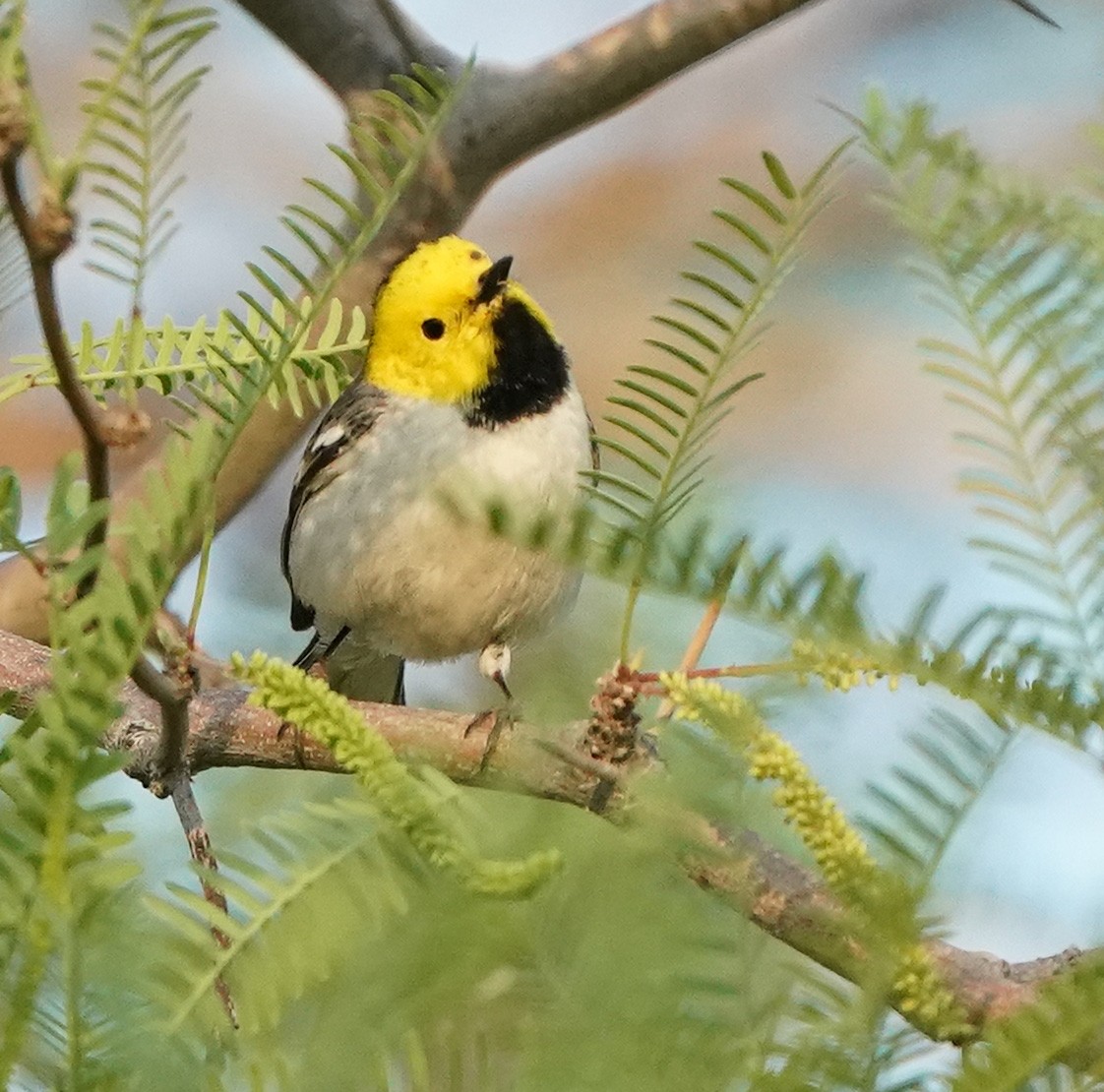 Hermit Warbler - ML633804426