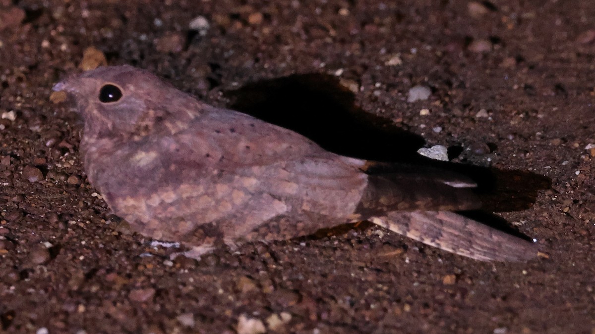 Plain Nightjar - ML633804458
