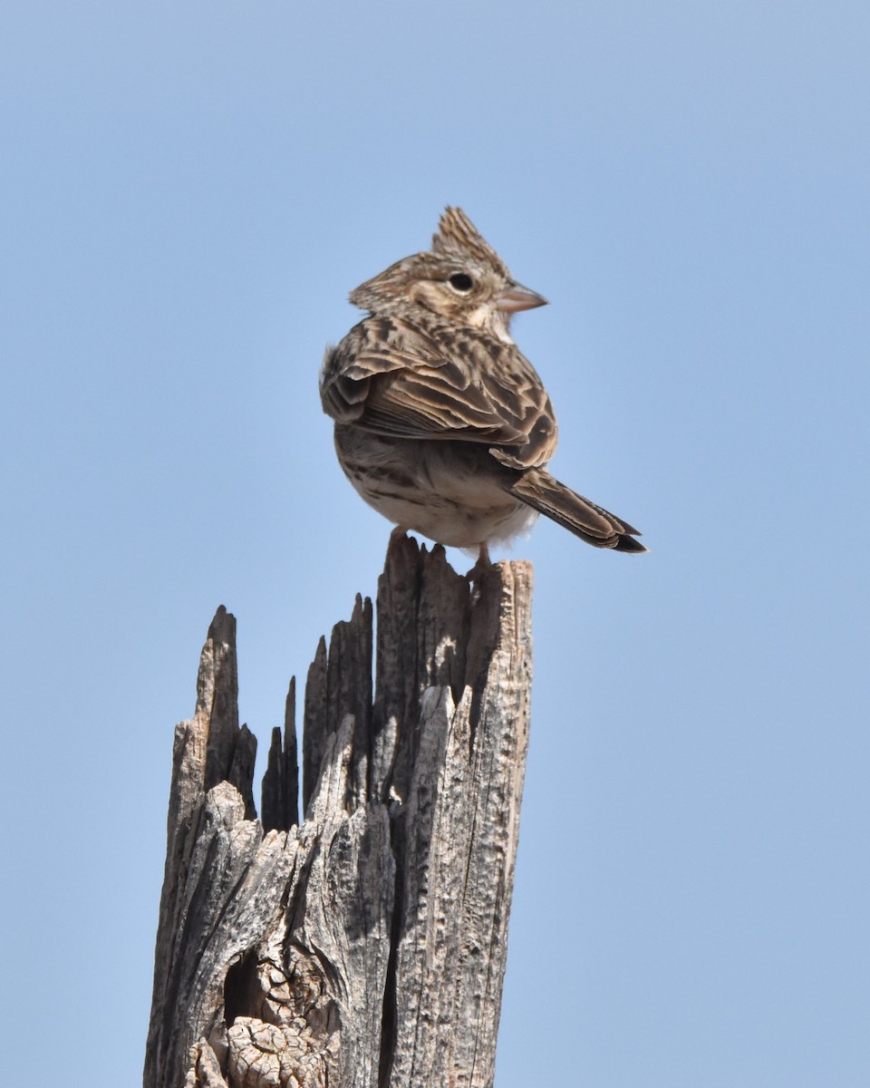 Vesper Sparrow - ML633804468