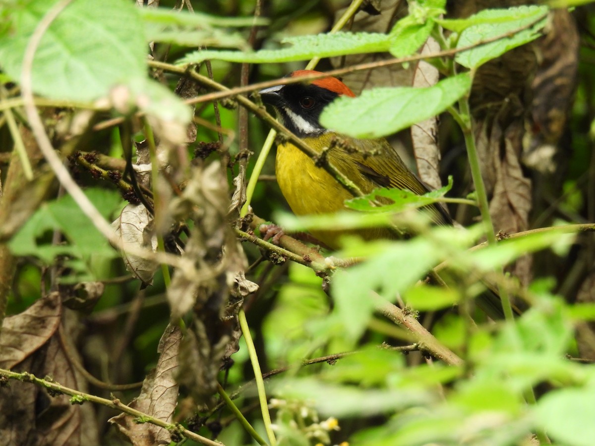 Moustached Brushfinch - ML633804512