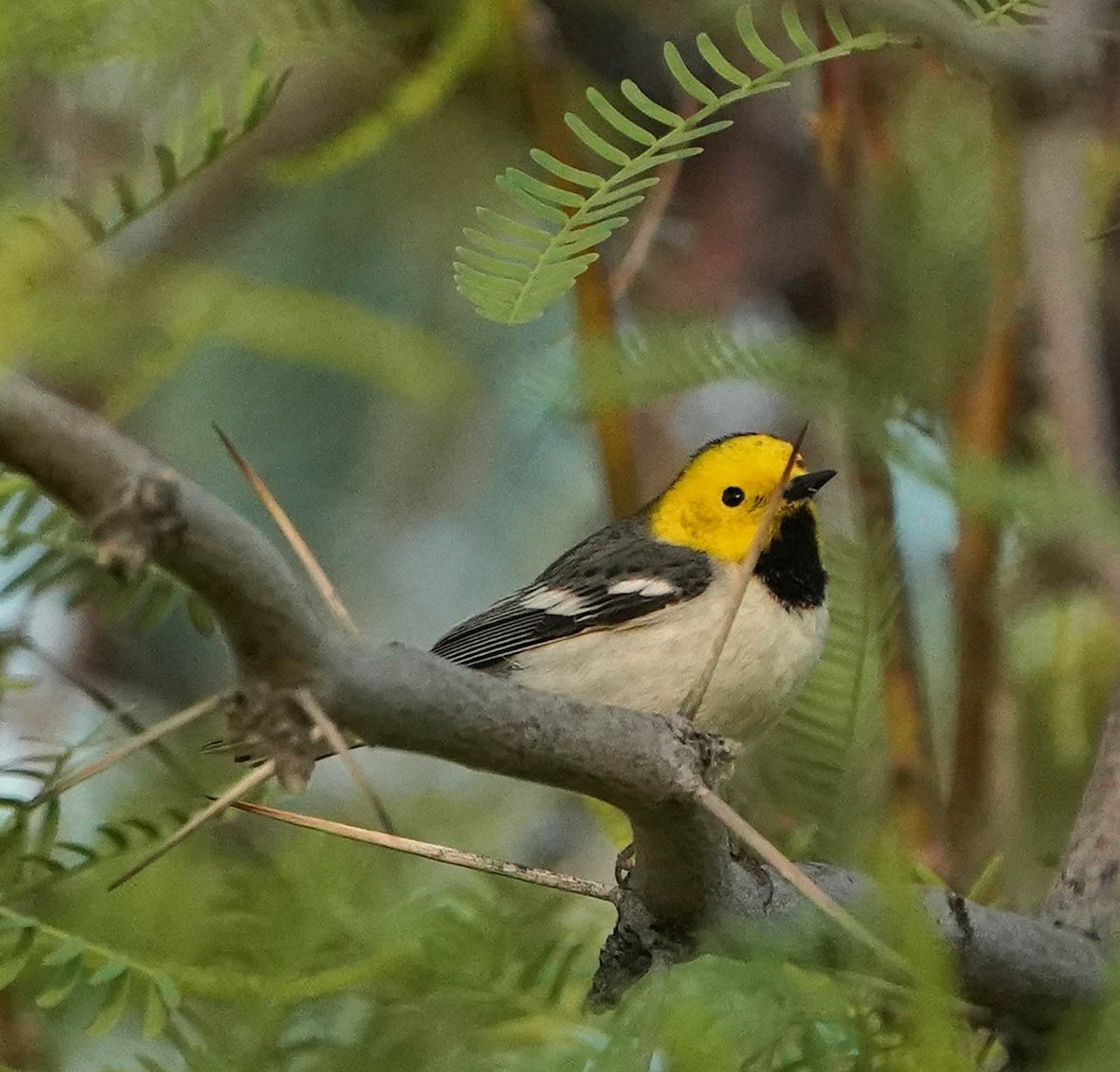 Hermit Warbler - ML633804546