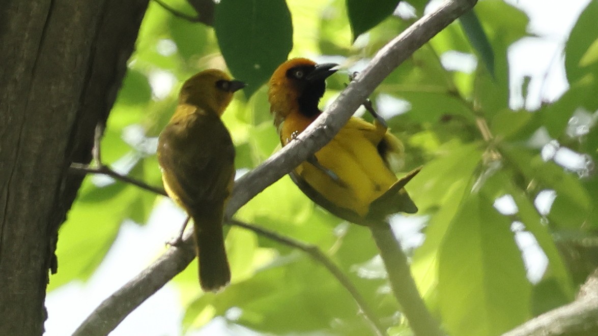 Olive-naped Weaver - ML633804561