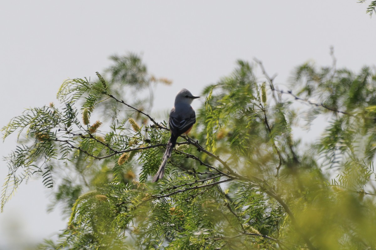 Scissor-tailed Flycatcher - ML633804630