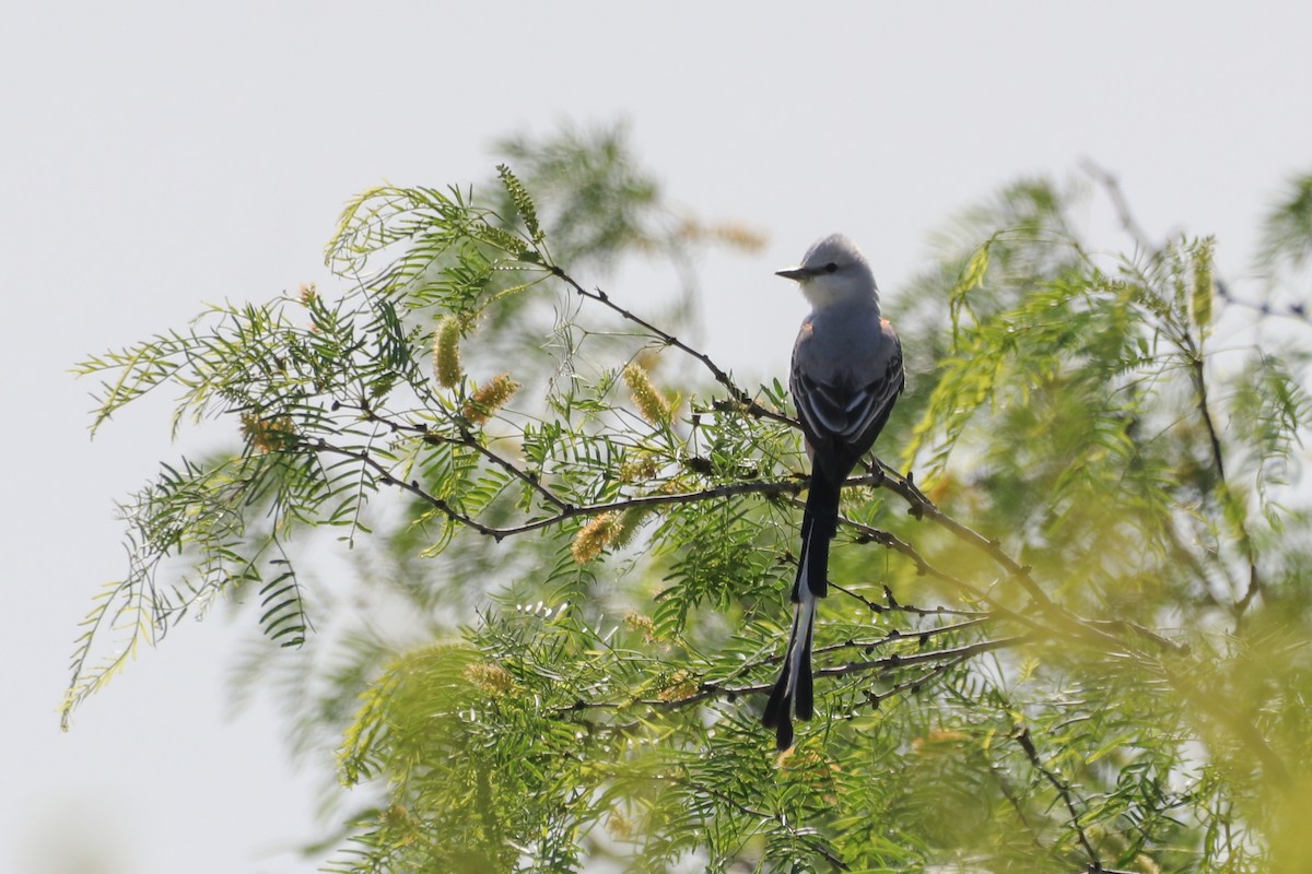 Scissor-tailed Flycatcher - ML633804720