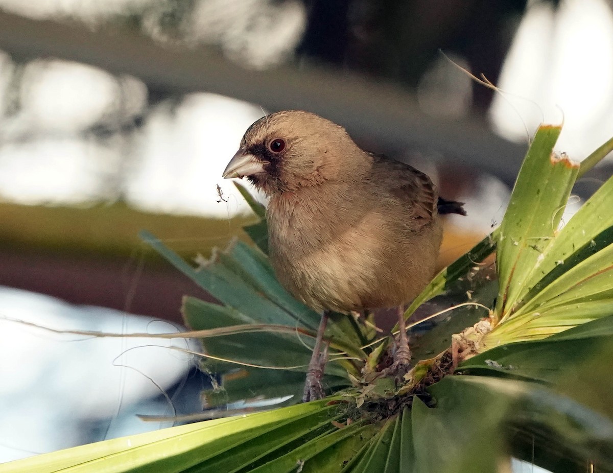 Abert's Towhee - ML633804738