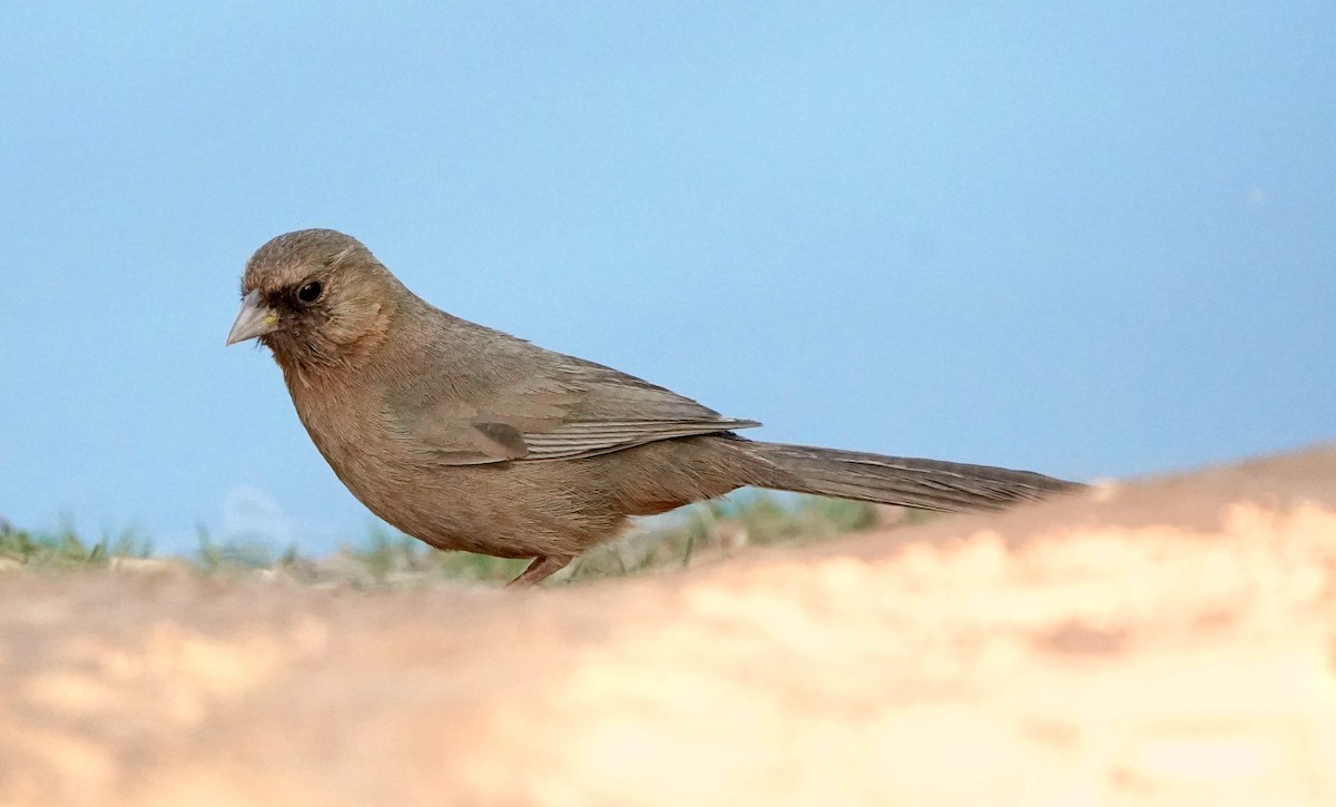 Abert's Towhee - ML633804739