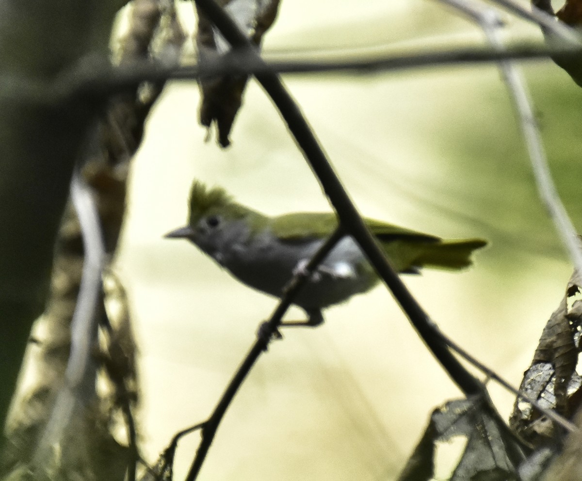 White-bellied Erpornis - ML633804923