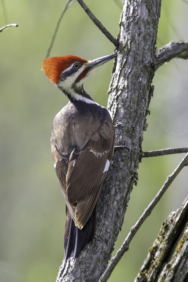 Pileated Woodpecker - ML633805009