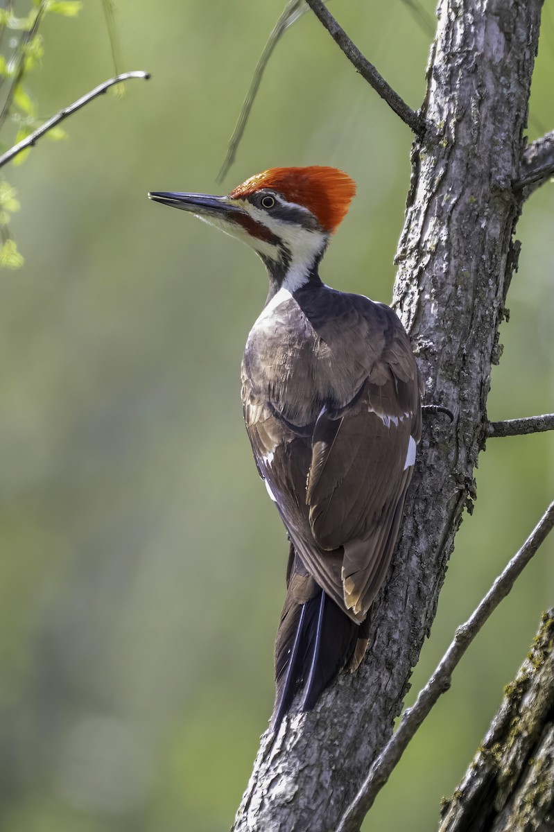 Pileated Woodpecker - ML633805011
