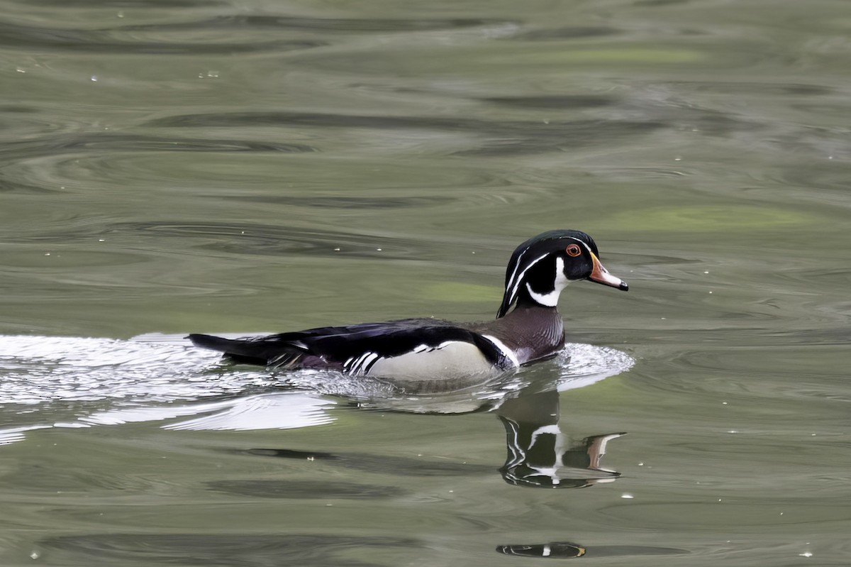 eBird Checklist - 15 Apr 2025 - John Rissler Rd. - 29 species
