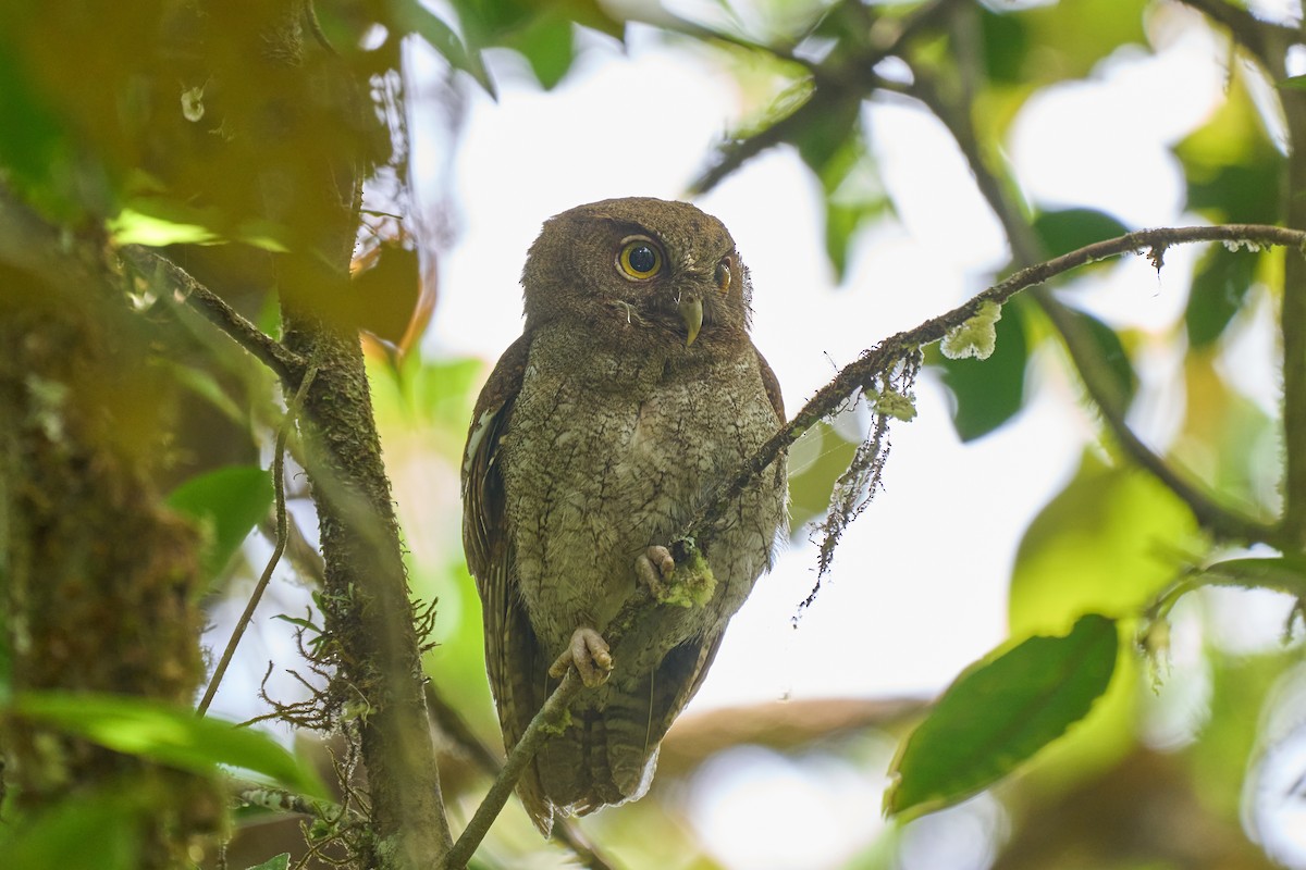 Choco Screech-Owl - ML633805235