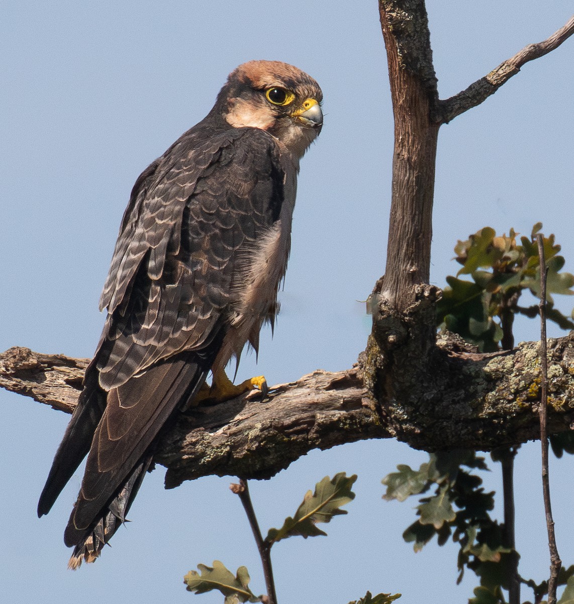 Lanner Falcon - ML633805296