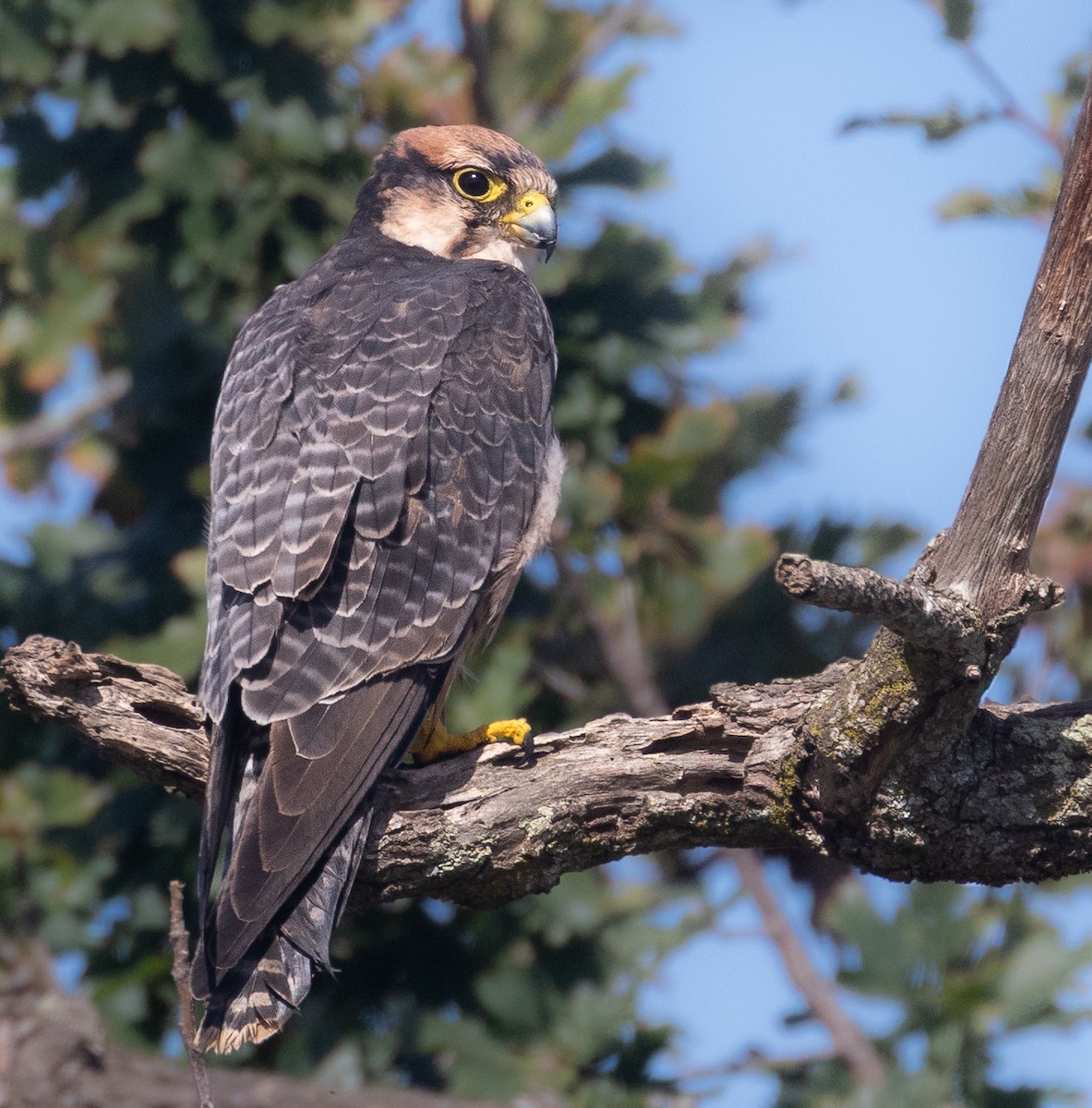 Lanner Falcon - ML633805297