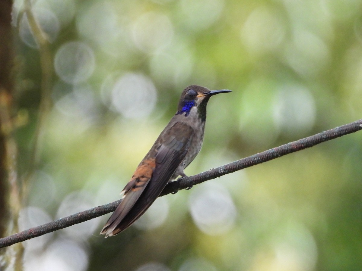eBird Checklist - 10 Mar 2025 - The Birdwatcher's House - Santa Rosa ...