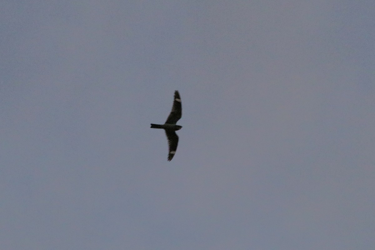 lelek menší - ML633805418