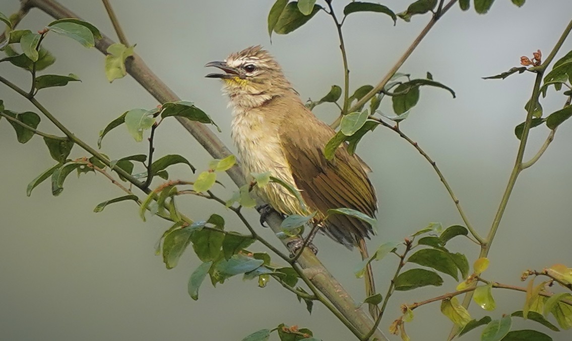 White-browed Bulbul - ML633805428