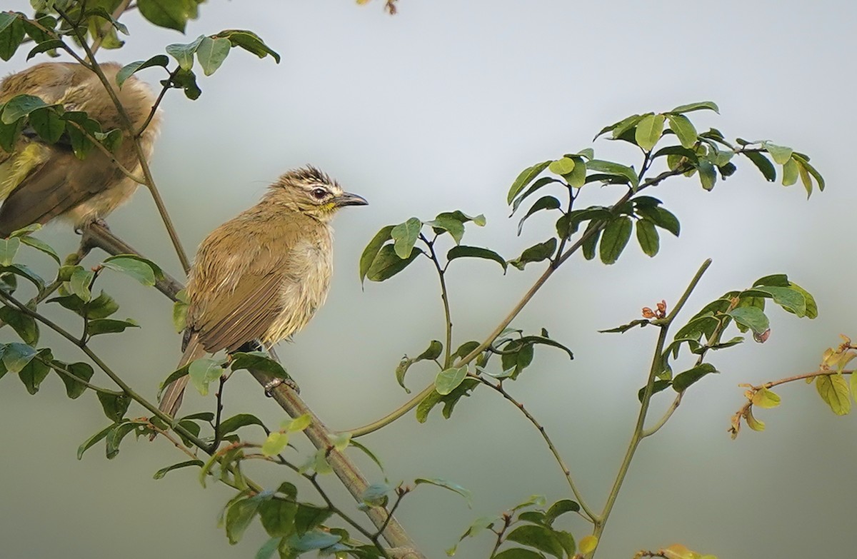 White-browed Bulbul - ML633805429