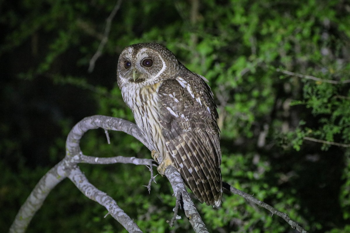 puštík proměnlivý - ML633805433