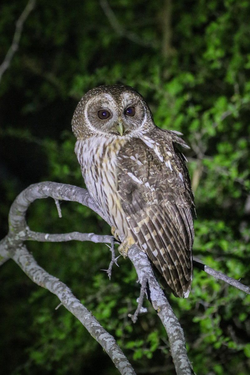 puštík proměnlivý - ML633805438