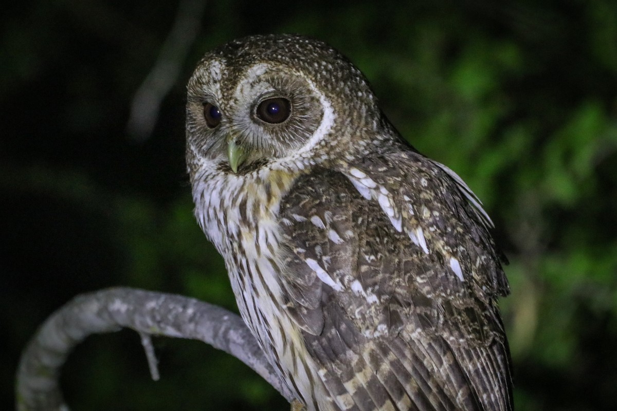 puštík proměnlivý - ML633805441