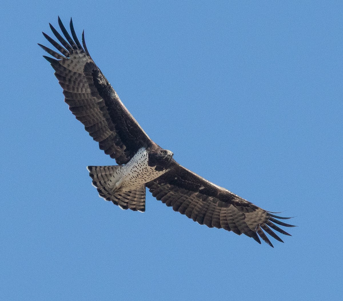 Martial Eagle - ML633805445