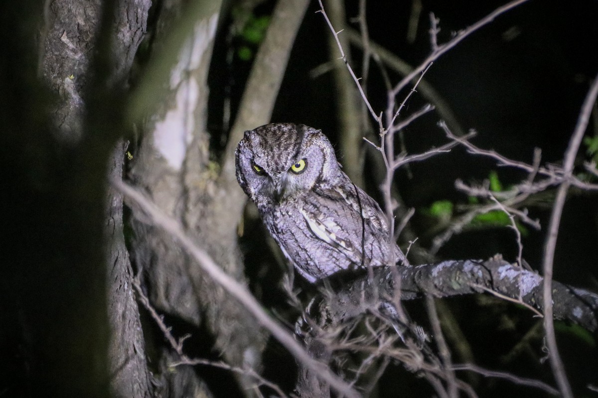 výreček americký (ssp. mccallii) - ML633805453