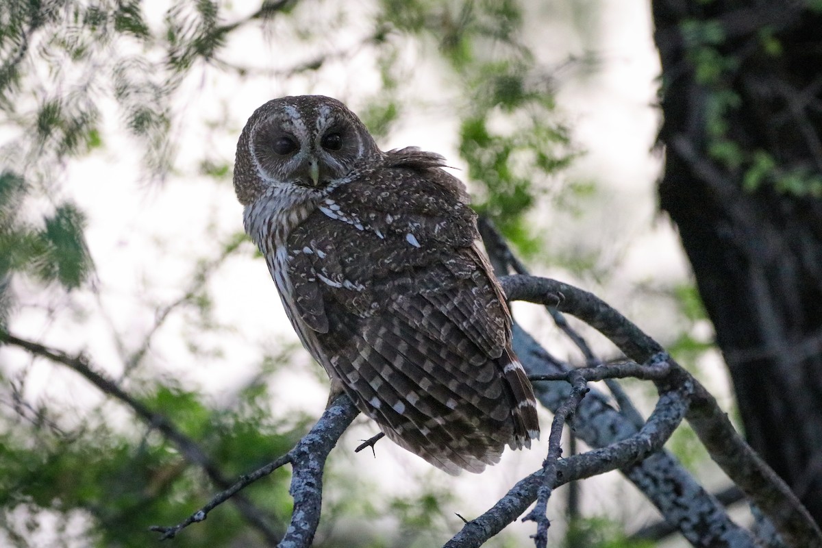 puštík proměnlivý - ML633805459