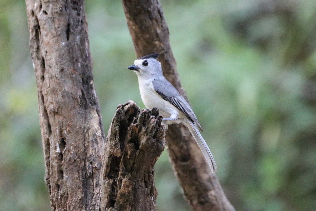 sýkora černochocholatá - ML633805470