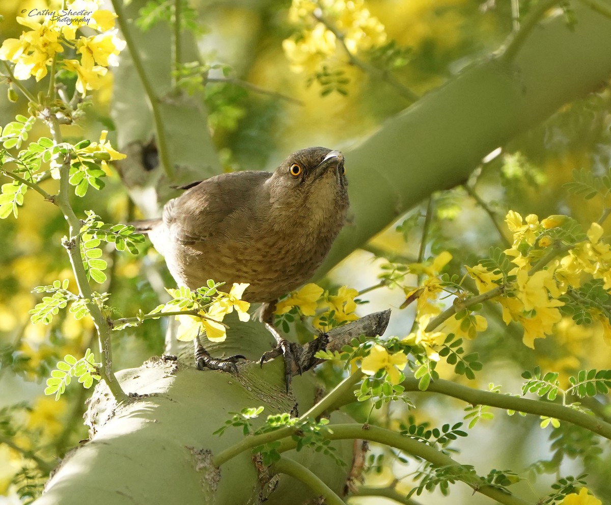 Curve-billed Thrasher - ML633805508