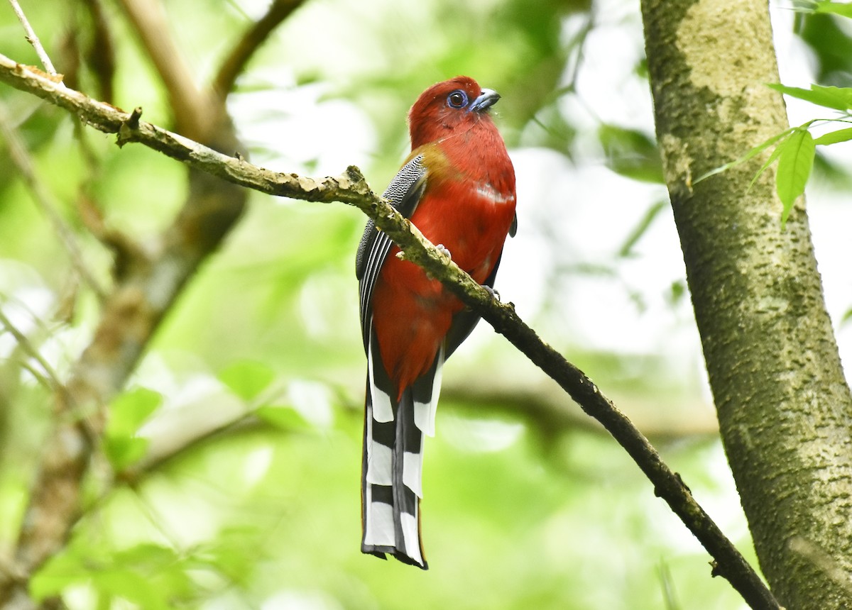 Trogon à tête rouge - ML633805876