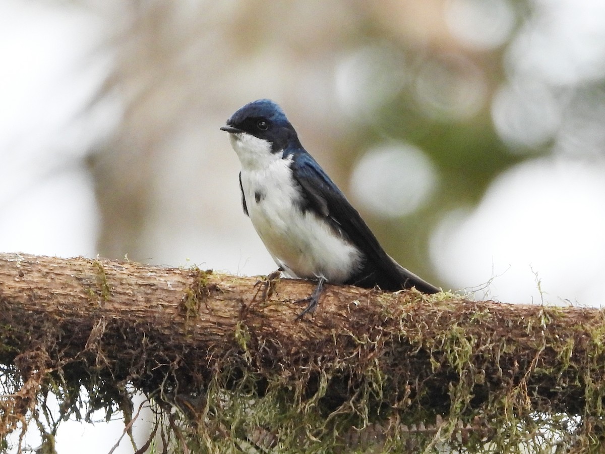 vlaštovka modrobílá - ML633806213