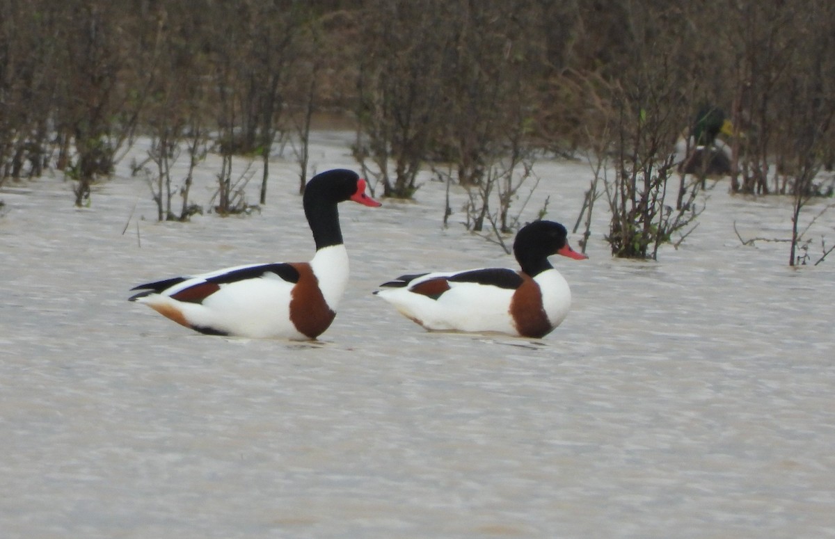 Common Shelduck - ML633806276