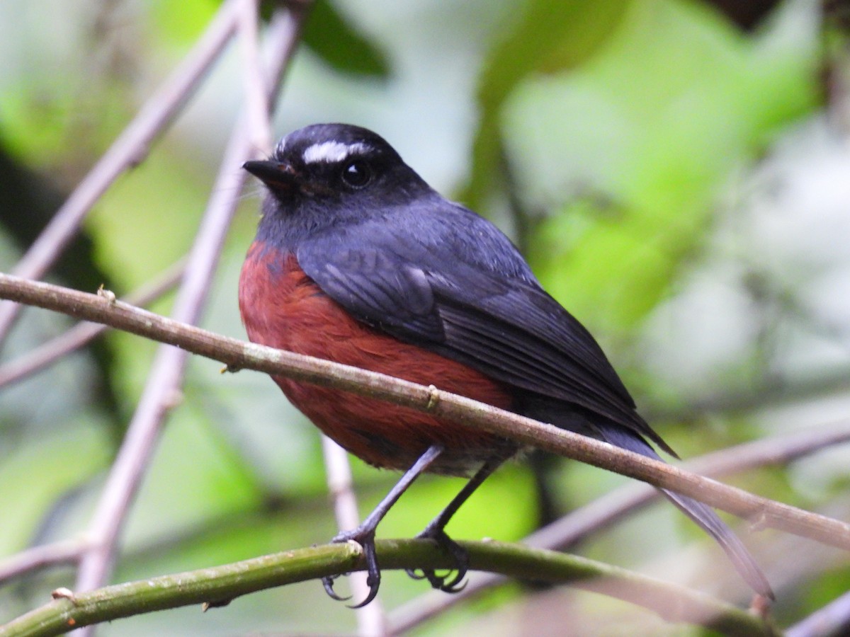Chestnut-bellied Chat-Tyrant - ML633806287