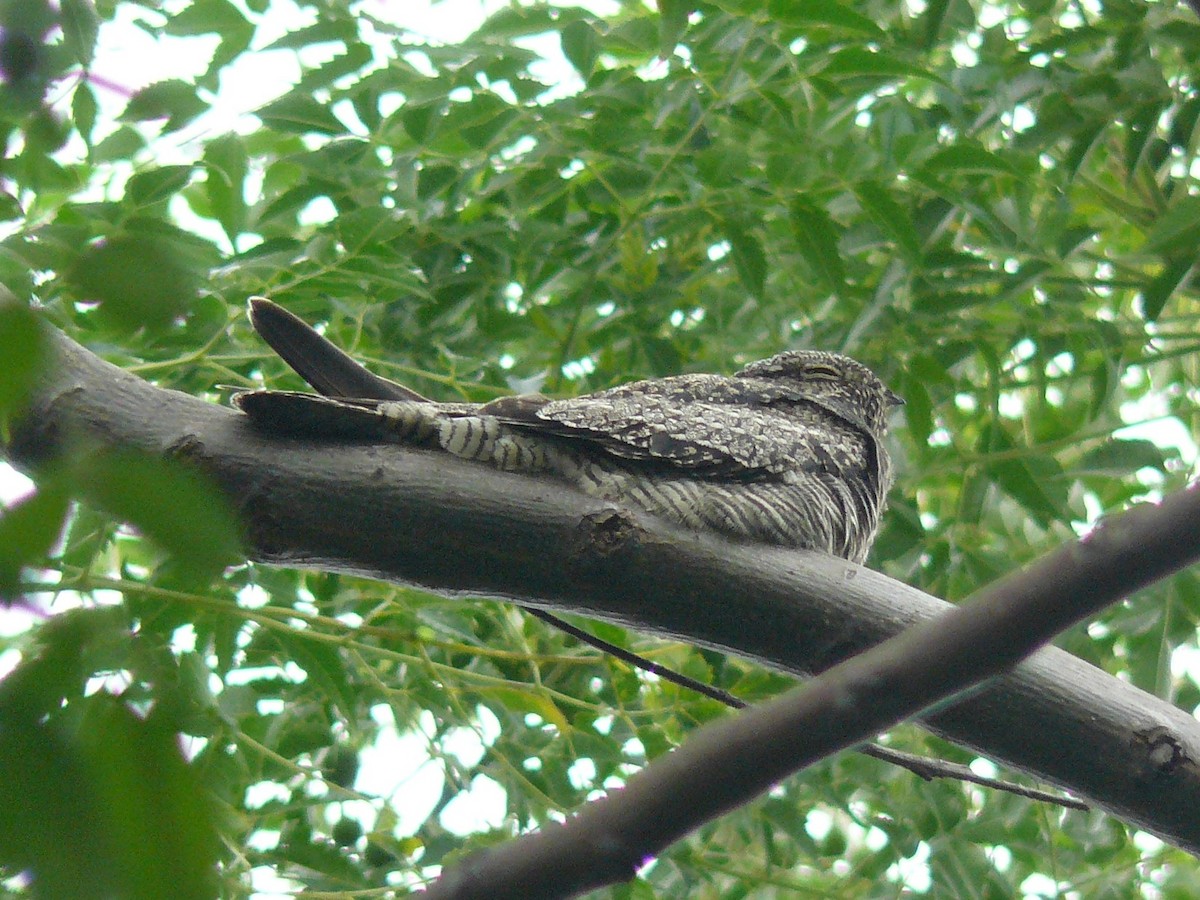 Common Nighthawk - ML633806345