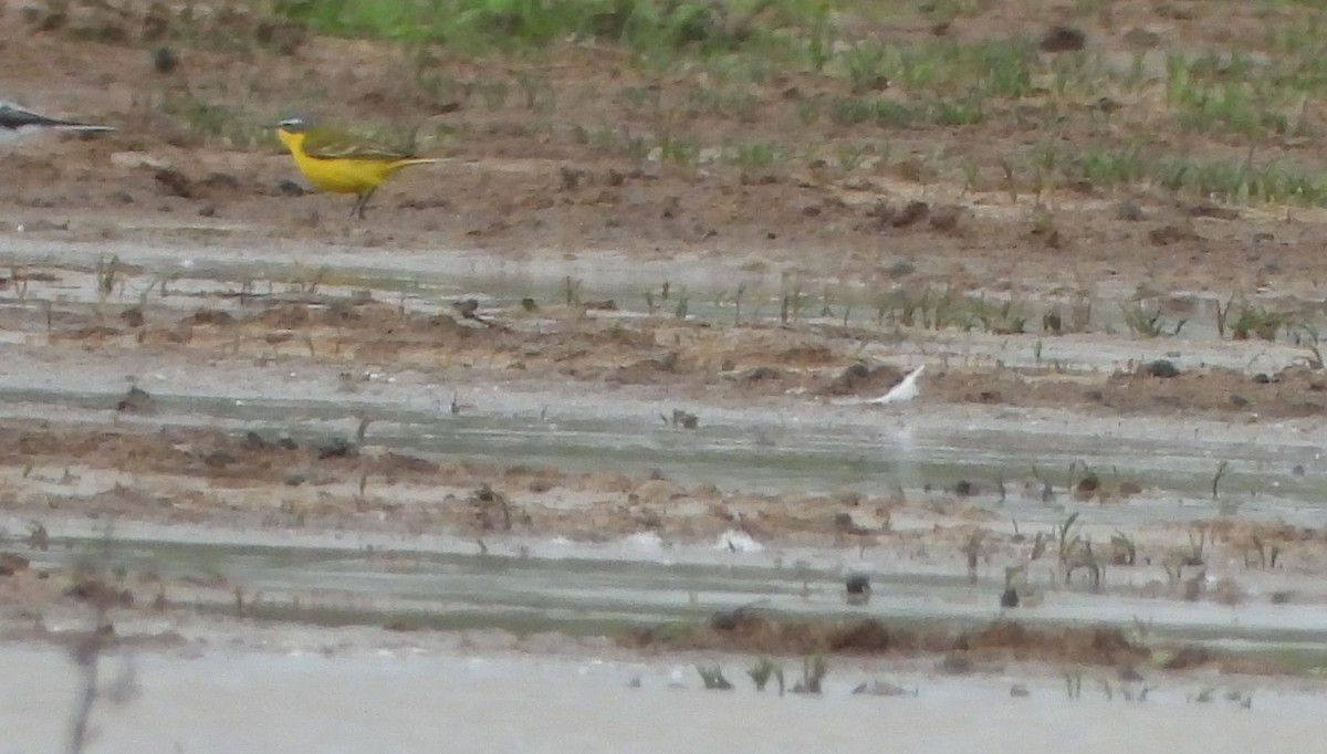Western Yellow Wagtail - ML633806360