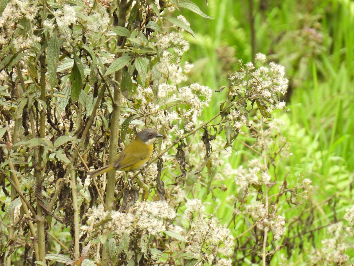 Ashy-throated Chlorospingus - ML633806434