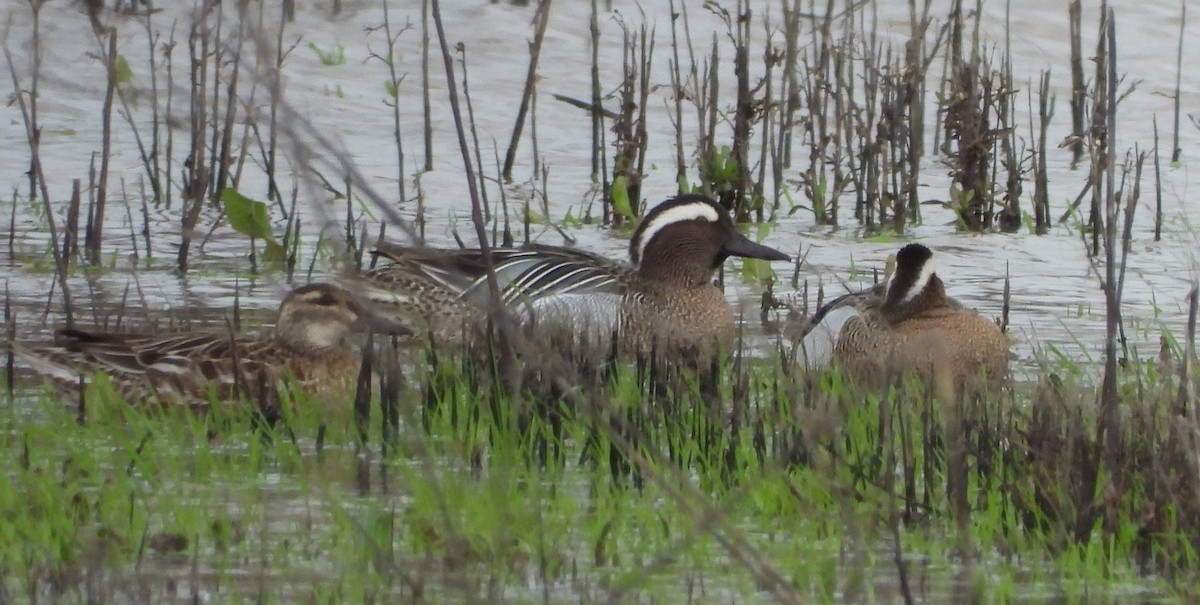 Garganey - ML633806478