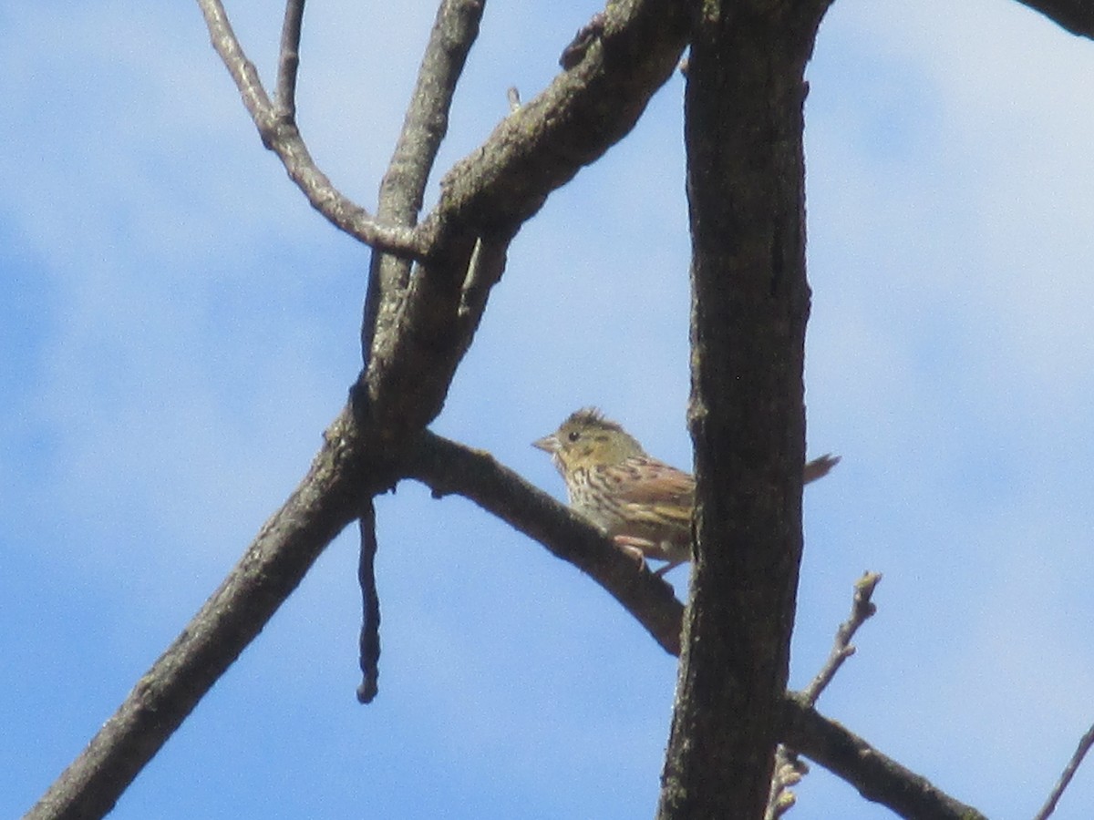 Henslow's Sparrow - ML633806518